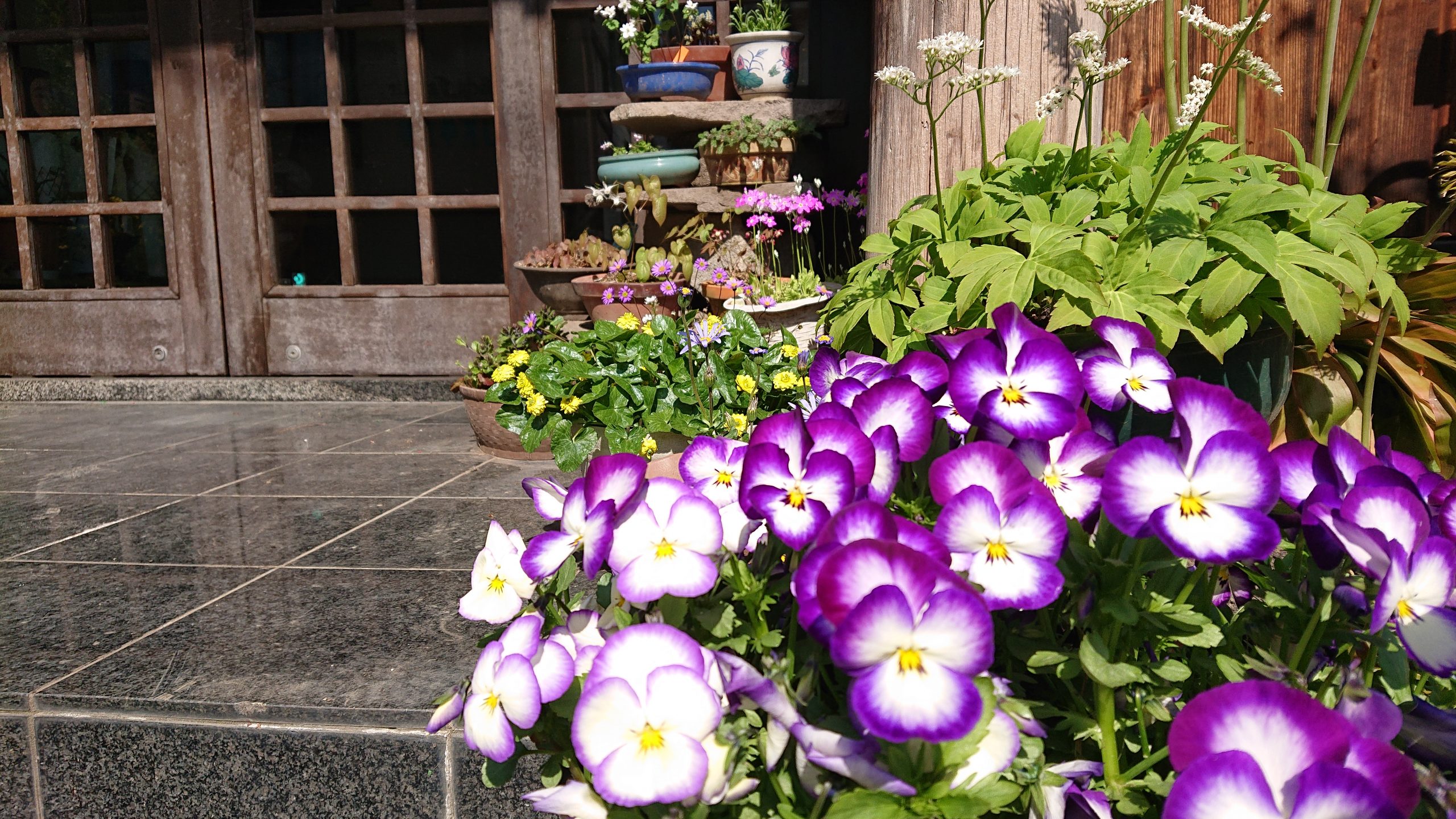 玄関先の植木鉢。