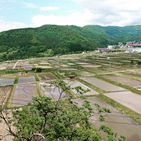 田植えの様子1