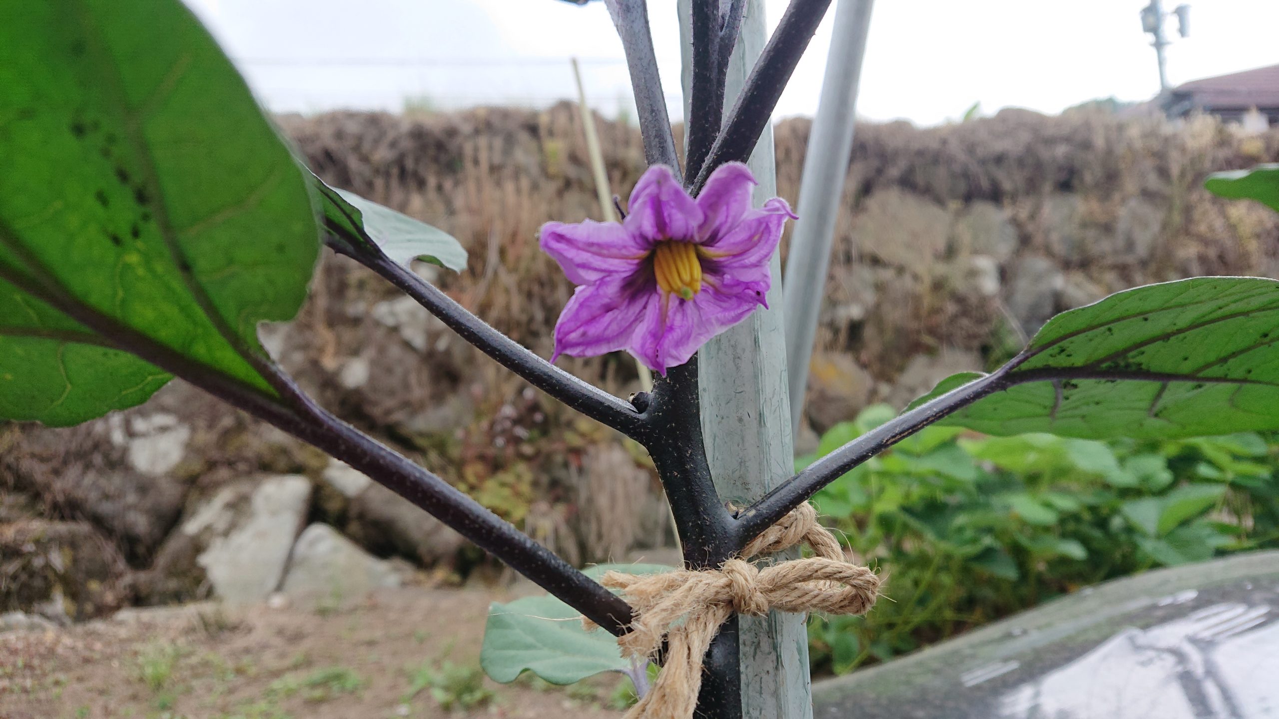 茄子の花