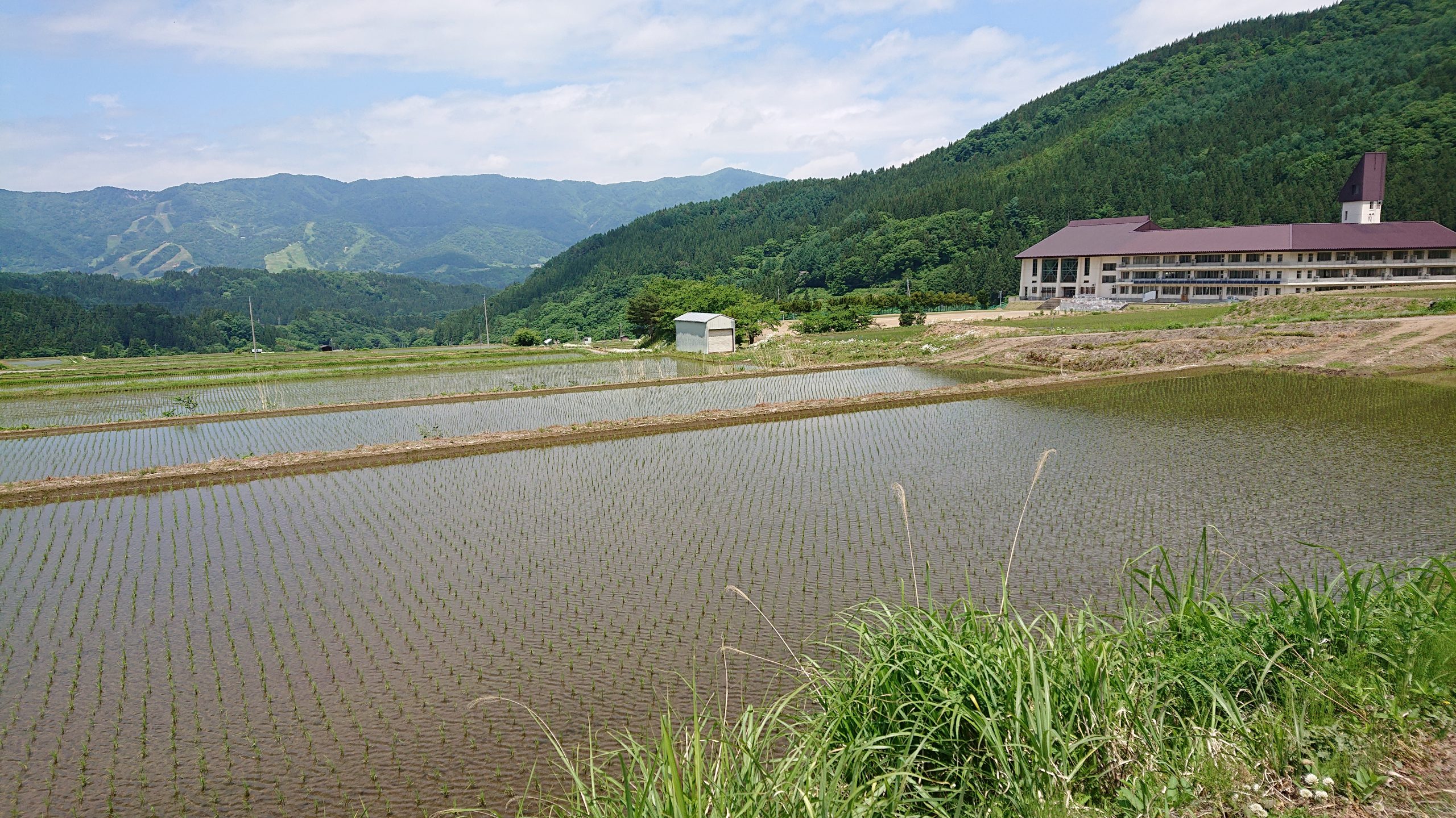 田植えが終わった後