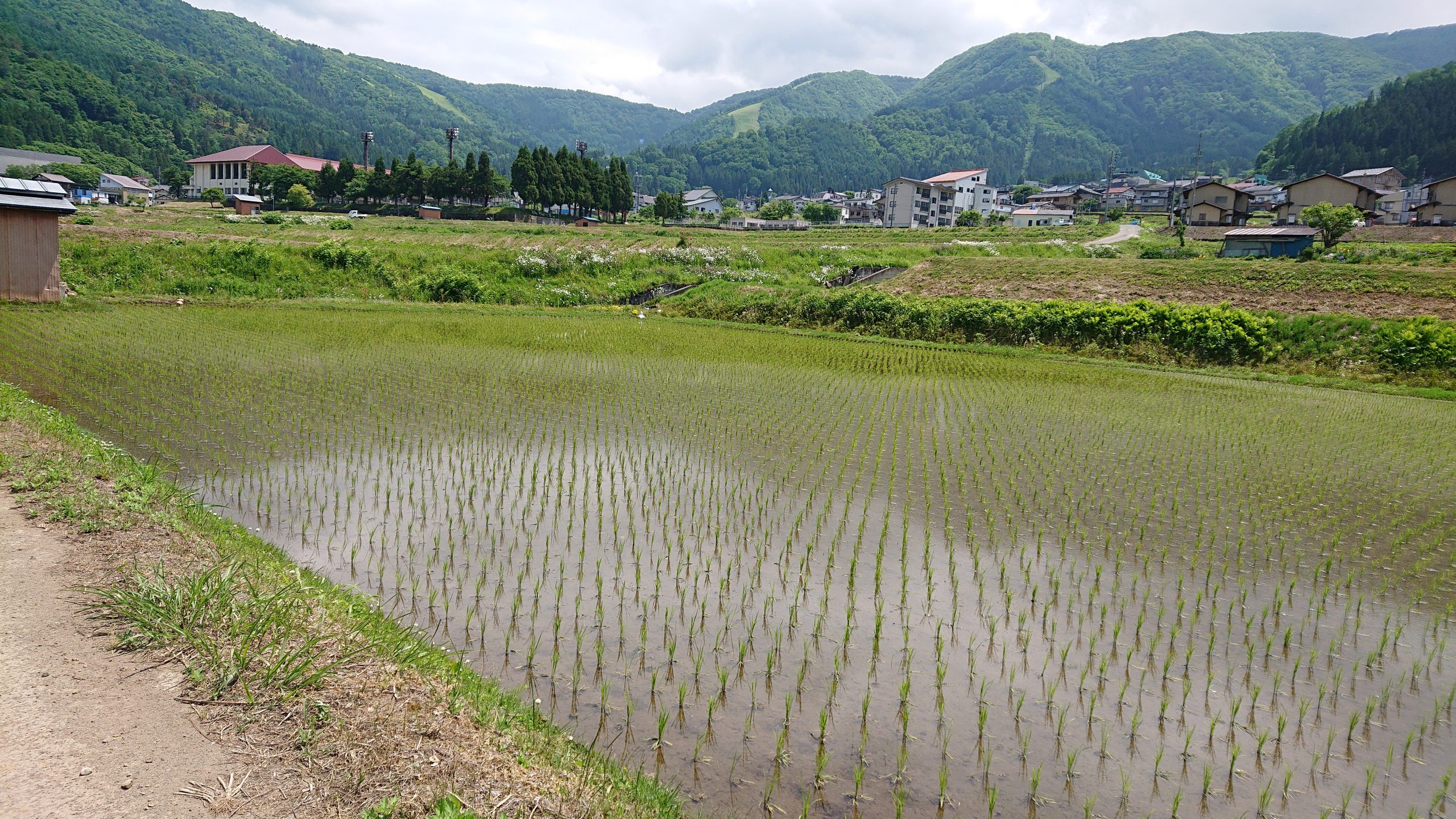 田植えが終わった